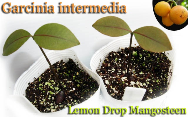 レモンドロップマンゴスチン(Garcinia intermedia)苗[熱帯果樹] 販売店