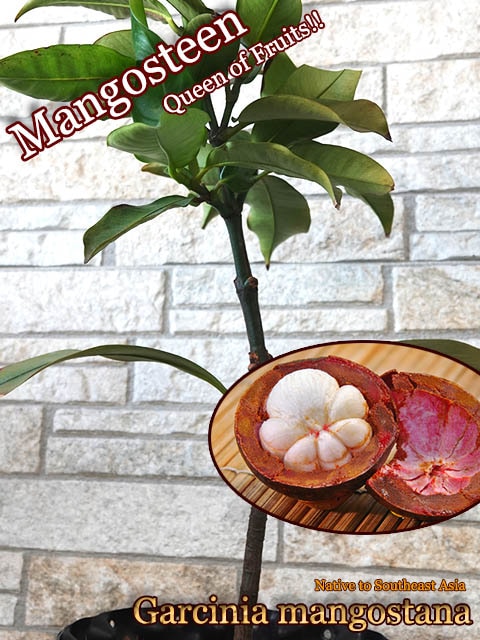Garcinia mangostana(パープル・マンゴスチン接木苗)[果物の女王・熱帯