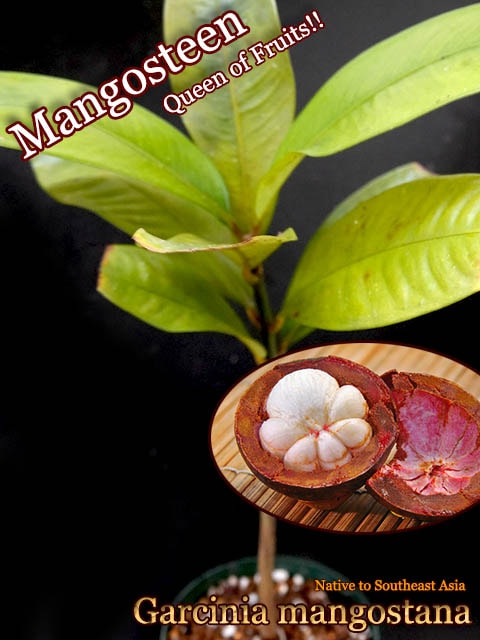 果物の女王]マンゴスチン苗(Garcinia mangostana)[予約商品] 販売店