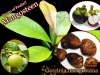 ޥ󥴥(Garcinia mangostana)[ʪν]