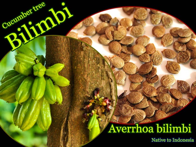 ӥ(Averrhoa bilimbi)[ǮӲ̼]