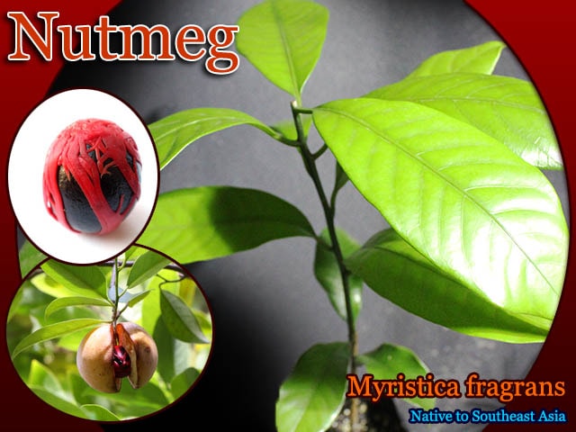 [ナツメグ苗]ミリスティカ・フラグランス(Myristica fragrans)苗