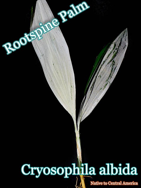 ���ꥪ���ե��顦����ӥ�(Cryosophila albida)ȴ����