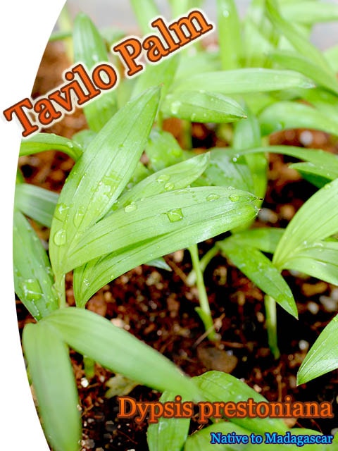 Dypsis prestoniana(�ǥ��ץ������ץ쥹�ȥ˥���)[�䥷ȴ���ġ�ͽ����]