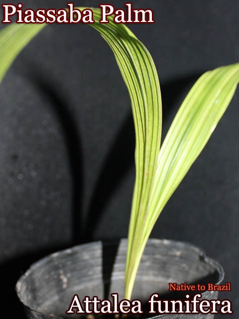ピアッサバヤシ(Attalea funifera(Piassaba Palm))苗