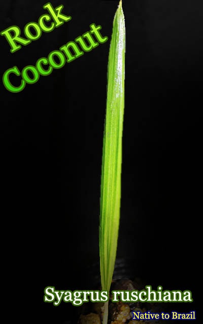 ���å��������ʥå�(Syagrus ruschiana(Rock Coconut)����