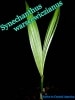 ���ͥ���ĥ��������륻���������̥�(Synechanthus warscewiczianus)��