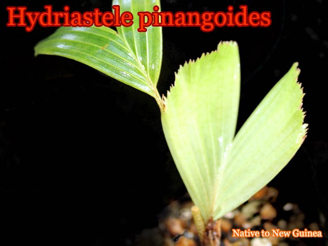 Hydriastele pinangoides苗