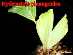 Hydriastele pinangoides��