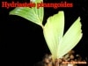 Hydriastele pinangoides��