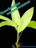 ���ͥ���ĥ��������륻���������̥�(Synechanthus warscewiczianus)����