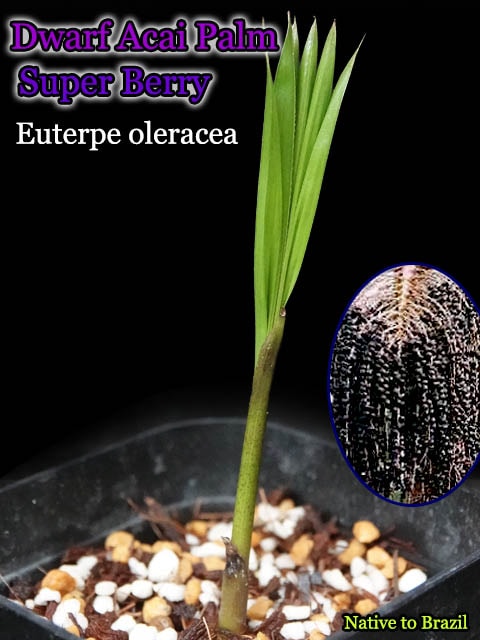 ドワーフ・アサイーパーム(Euterpe oleracea Dwarf/アサイーベリー)苗[予約商品]