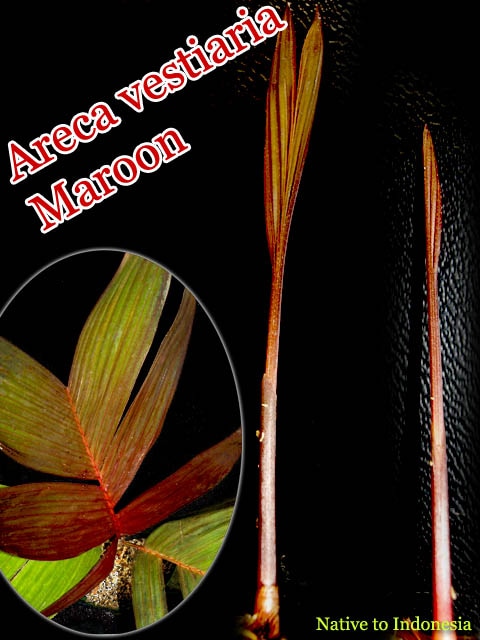 アレカ ヴェスティアリア レッド(Areca vestiaria Red)[ヤシ抜き苗・予約商品]