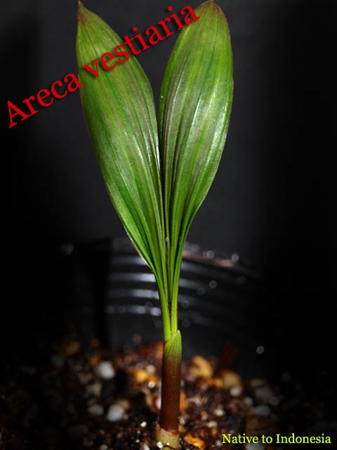 アレカ ヴェスティアリア(Areca vestiaria)苗