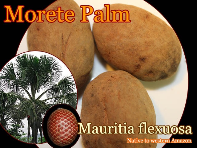 Mauritia flexuosa(マウリティア・フレクスオサ)種子[食用ヤシ・ブリチー][予約商品]