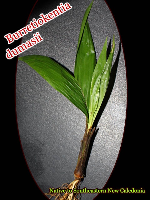 �Х�ƥ�������ƥ��� �ɥ��ޥ���(Burretiokentia dumasii)[�䥷ȴ���ġ�ͽ����]