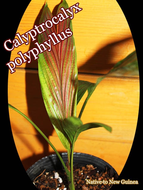 ����ץȥ����ꥯ�����ݥ�ե��륹(Calyptrocalyx polyphyllus)[�䥷ȴ���ġ�ͽ����]