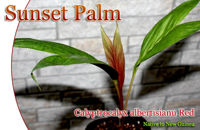 ���󥻥åȥѡ���(Calyptrocalyx albertisianus(Red)[�䥷ȴ���ġ�ͽ����]