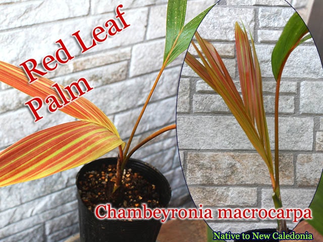レッドリーフパーム(Chambeyronia macrocarpa)苗