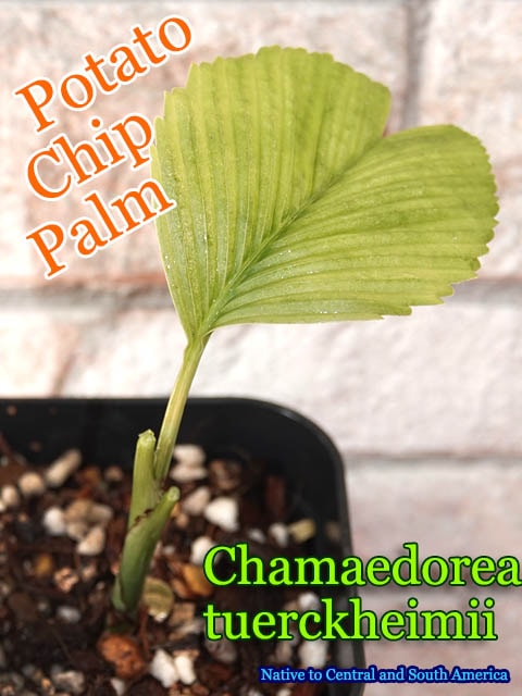 �ݥƥȥ��åץѡ���(Chamaedorea tuerckheimii/Poteto chip palm)��
