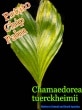 ݥƥȥåץѡ(Chamaedorea tuerckheimii)[䥷ȴġͽ]