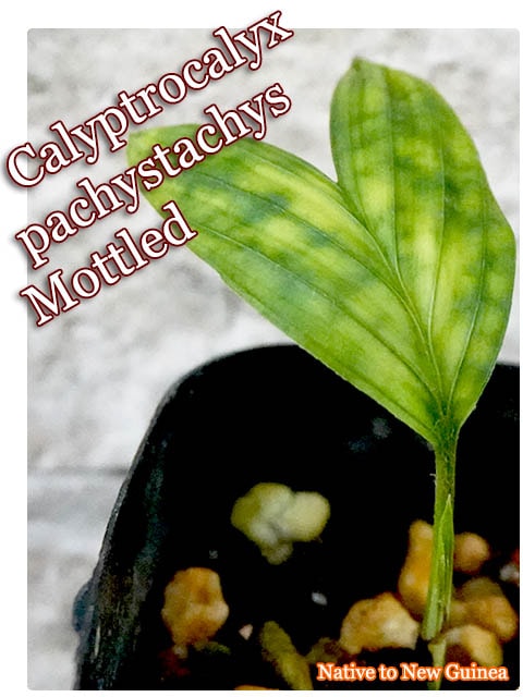 カリプトロカリクス・パキスタキス(Calyptrocalyx pachystachys)苗