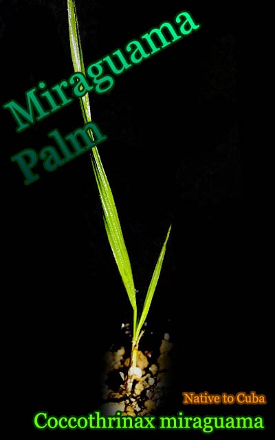 [ヤシ苗]ココスリナクス・ミラグアマ(Coccothrinax miraguama)苗