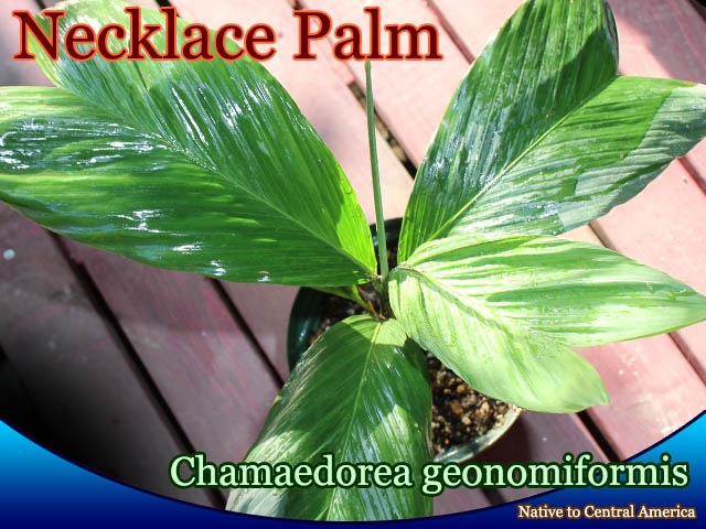 [䥷]ɥ쥢Υߥեߥ(Chamaedorea geonomiformis)