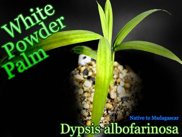 [ヤシ苗・ホワイトパウダーパーム]ディプシス・アルボファリノサ(Dypsis albofarinosa)苗