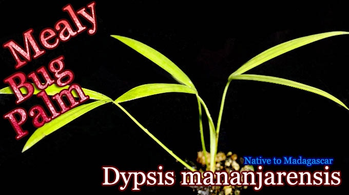 Dypsis mananjarensis(ディプシス・マナンジャレンシス)[ヤシ抜き苗・予約商品]