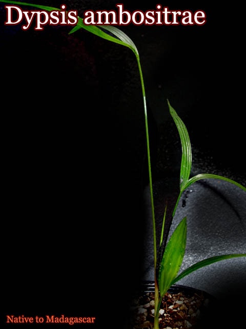 ディプシス アンボシトラエ(Dypsis ambositrae)苗