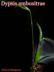 ǥץ ܥȥ饨(Dypsis ambositrae)