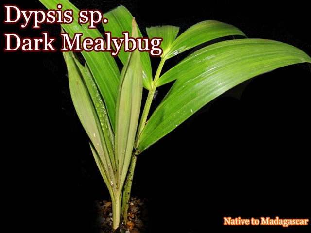ディプシス sp.　ダークミーリーバグ(Dypsis sp. Dark Mealybug)苗
