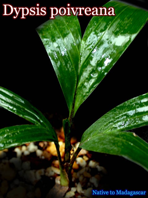 ディプシス・ポワヴレアナ(Dypsis poivreana)苗