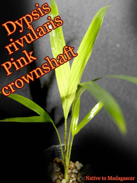 ディプシス・リブラリス ピンク クラウンシャフト(Dypsis rivularis Pink crownshaft)苗