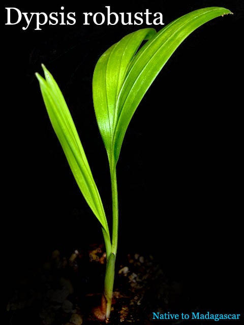 ディプシス・ロブスタ(Dypsis robusta)小苗