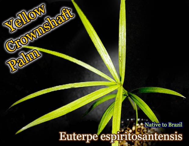 イエロークラウンシャフトパーム(Euterpe espiritosantensis)苗