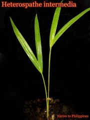 �إƥ����ѥơ����󥿡���ǥ���(Heterospathe intermedia)��