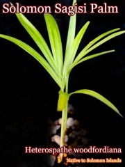 �إƥ����ѥơ����åɥե����ǥ�����(Heterospathe woodfordiana)��