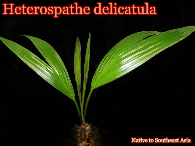 ヘテロスパテ・デリカトゥラ(Heterospathe delicatula)苗[ヤシ抜き苗・予約商品]