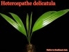 �إƥ����ѥơ��ǥꥫ�ȥ���(Heterospathe delicatula)��[�䥷ȴ���ġ�ͽ����]