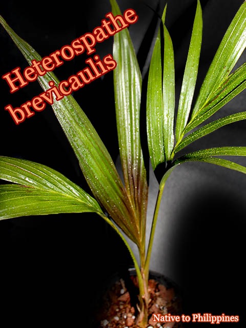 ヘテロスパテ・ブレビカウリス(Heterospathe brevicaulis)苗