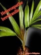 إƥѥơ֥ӥꥹ(Heterospathe brevicaulis)