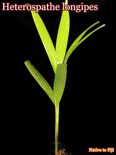 ヘテロスパテ・ロンギペス(Heterospathe longipes)苗[ヤシ抜き苗・予約商品]