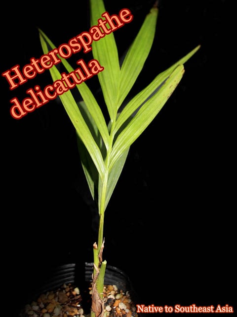 ヘテロスパテ・デリカトゥラ(Heterospathe delicatula)中苗
