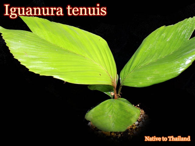 イグアヌラ・テヌイス(Iguanura tenuis)[ヤシ抜き苗・予約商品]