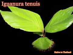 ̥顦ƥ̥(Iguanura tenuis)[䥷ȴġͽ]