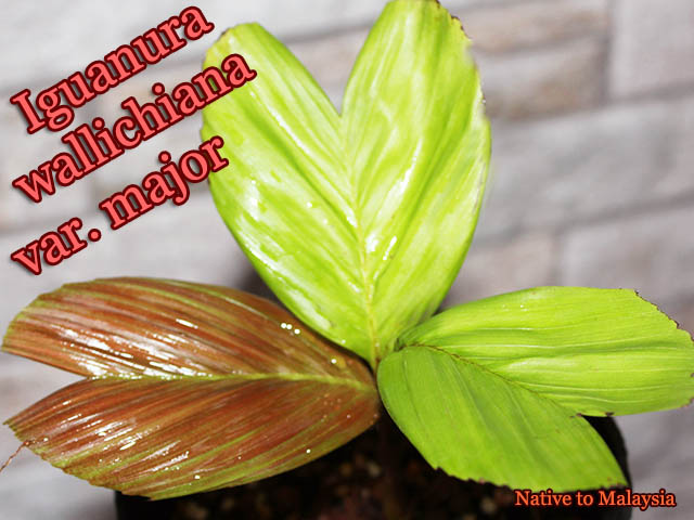 イグアヌラ・ワリチアナ・マヨール(Iguanura wallichiana var major)苗