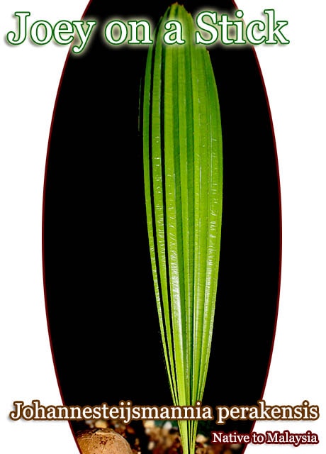 ヨハネステイスマニア・ペラケンシス(Johannesteijsmannia perakensis)苗