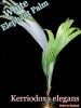 ۥ磻ȥեȡѡ(Kerriodoxa elegans)[䥷ȴġͽ]